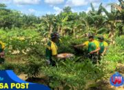 Satgas Pamtas Yonarmed 11 Kostrad Wujudkan Kemandirian Pangan di Perbatasan
