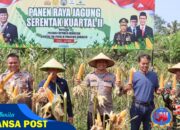 Polres Ciamis Gelar Panen Raya Jagung Serentak 2025, Dukung Program Ketahanan Pangan Menuju Indonesia Emas 2045