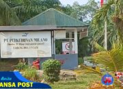 PT Perkebunan Milano Cabang Dua Estate Tidak Bagikan Plasma ke Masyarakat Sekitar  