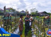 Dandim 1710/Mimika Tinjau Ketahanan Pangan Di Lahan Percontohan Petani Binaan