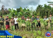 Kebersamaan TNI dan Warga, Satgas Yonif 131/Brajasakti Panen Sayur di Perbatasan Papua