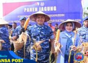Danlanud Sultan Hasanuddin Pimpin Panen Jagung Hibrida di Lahan Binaan Lanud Seluas 53 Hektar, Dukung Ketahanan Pangan Nasional