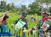 Lanjutkan Program Hanpangan Merah Putih, Satgas Yonif 126/KC Rawat Padi Gogo demi Swasembada