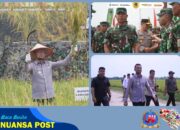 Bupati Labusel Hadiri Panen Raya Padi Bersama Panglima TNI di Deli Serdang