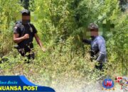 Satresnarkoba  Polres Gayo Lues Berhasil Mengungkap Ladang Ganja Seluas 2 Hektar
