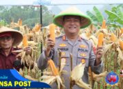 Kapolres dan Ketua TP-PKK Kabupaten Ciamis Panen Jagung di Lahan Poktan Kencana Mukti