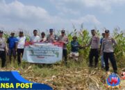 Polsek Jatiwangi Panen Raya Jagung Kuartal III Tahun 2025 Dalam Rangka Mendukung Swasembada Pangan