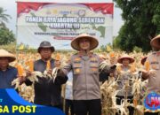Panen Raya Jagung Serentak Kuartal III Dukung Swasembada Pangan 2025 Polres Majalengka
