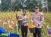 Kapolsek Sukahaji Polres Majalengka dan Bhabinkamtibmas Hadiri Kegiatan Panen Jagung di Desa Jayi