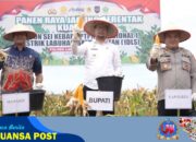 20 Ton Jagung Dipanen, Bupati Fery Sahputra Ajak Semua Pihak Dukung Ketahanan Pangan