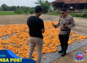 Kapolsek Jatiwangi Bersama Bhabinkamtibmas Cek Langsung Panen Jagung Kuartal III di Desa Andir