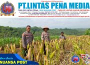 Dukung Hanpangan, Polsek Pamarican Polres Ciamis Ikut Pantau Pertanian Jagung Poktan Tirtayuda 2
