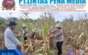 Polsek Rangsang Dukung Ketahanan Pangan Nasional, Panen 1,3 Ton Jagung di Teluksamak