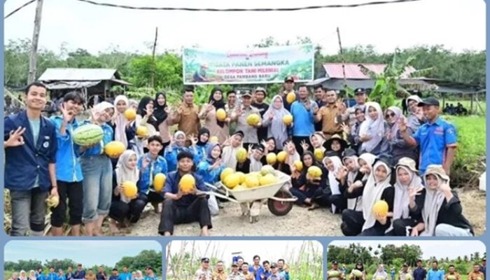 Kelompok Tani Melenial Sukses Gelar Angro- Edukasi  Panen Semangka  di Pambang Baru