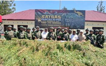 TNI Bersihkan Ladang Ganja di Yahukimo, 21.400 Batang Diamankan