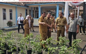 Tekan Laju Inflasi, Pemkab Majalengka Luncurkan Program Penca Perdaya, Ajak Warga Tanam Cabai di Pekarangan.